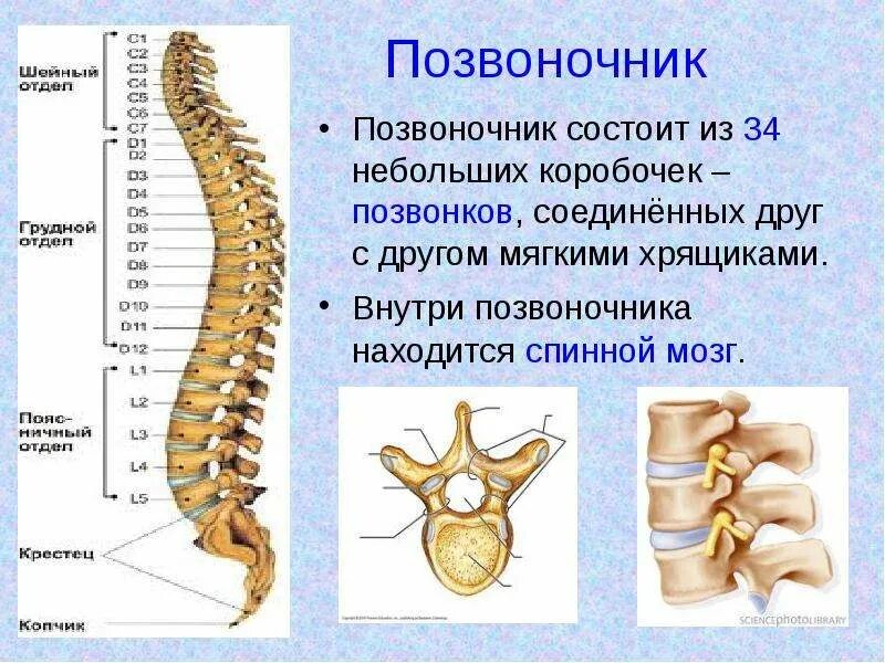 Грудной отдел позвоночника состоит