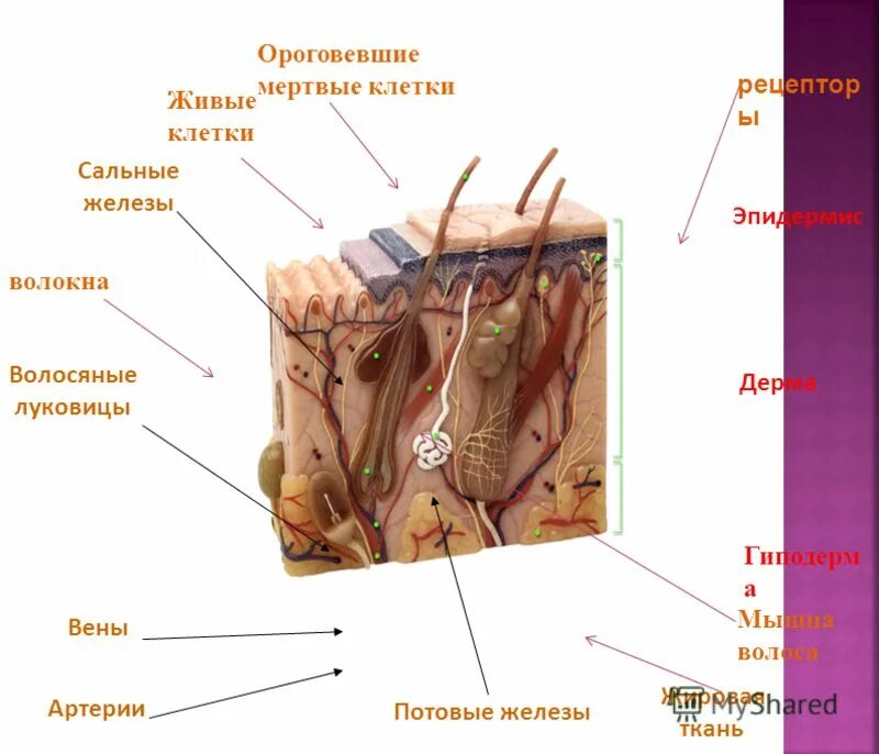 Потовые и сальные железы расположены в:. Мертвые и живые клетки эпидермиса. Эпидермис содержит сальные железы. Эпидермис содержит сальные железы. Кожа состоит из 3 слоев эпидермис дерма и гиподерма.