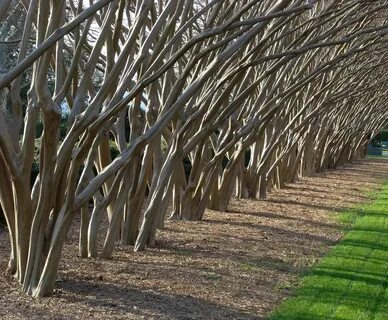 Row tree