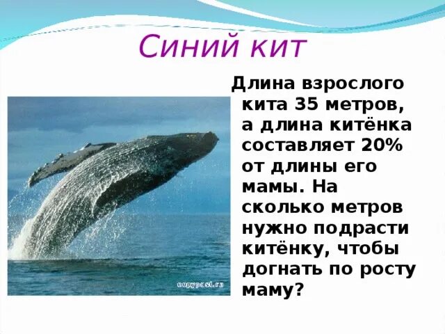 Сколько длиной самый большой кит. Синий кит длина. Синий кит Размеры. Сколько весит синий кит. Сколько метров кит.