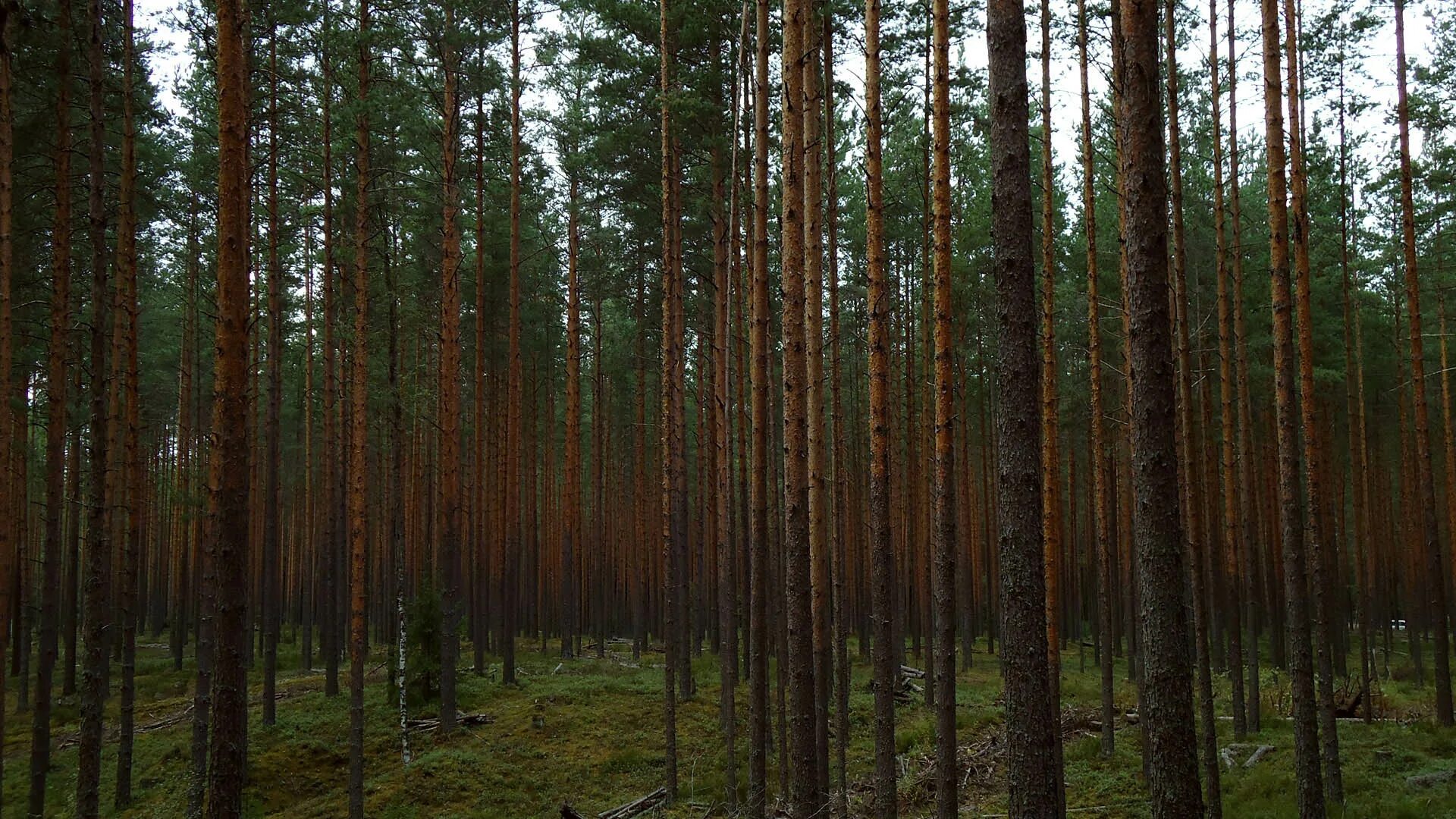 Громадный лес растянулся ответы. Лес Лодейное поле. Лодейное поле леса. Лодейное поле сосны. Старая Малукса лес Сосновый.