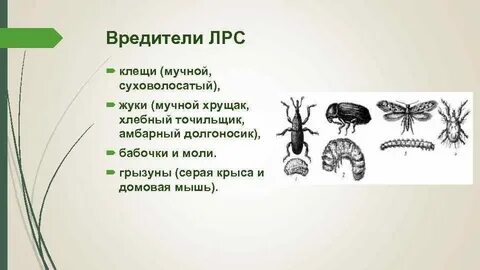 Виды вредных организмов