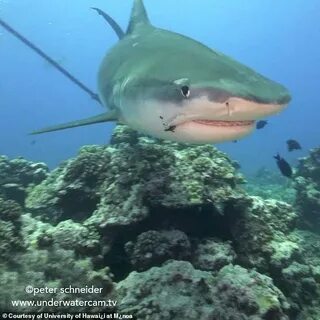 Shark around