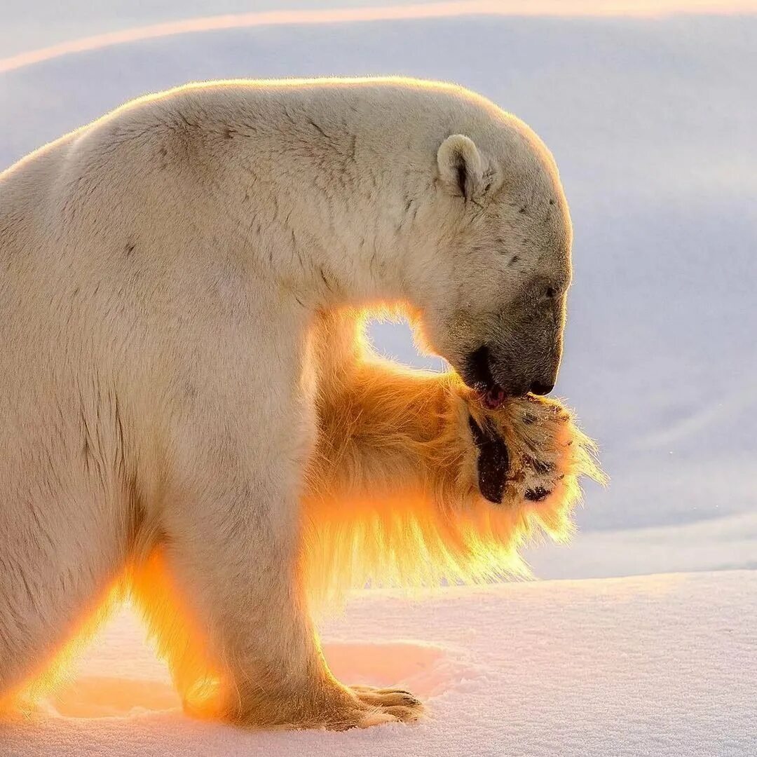 Белый медведь (Карско-Баренцевоморская популяция). Животные Арктики белый медведь. Белые медведи в Арктике. Белый медведь в дикой природе.