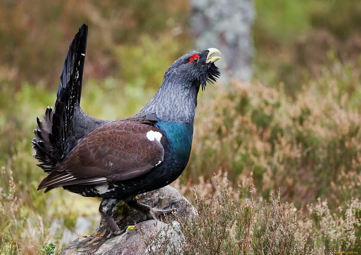Тетерев косач птица. Тетерев косач птица. Тетерев косач птица. Тетерев птица самка. Тетеря это.