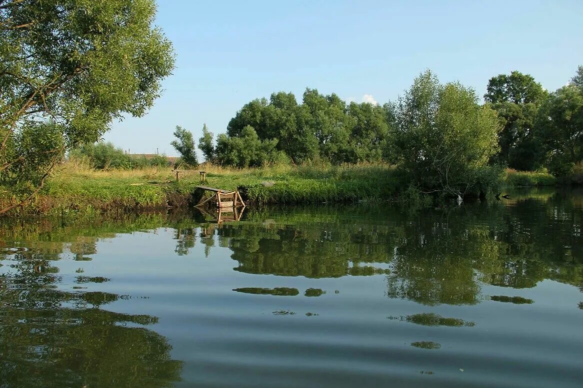 Пруды летом в деревне. Пруд в деревне мижули. сельский пруд. лето заросший пруд деревня. заросший пруд в деревне.