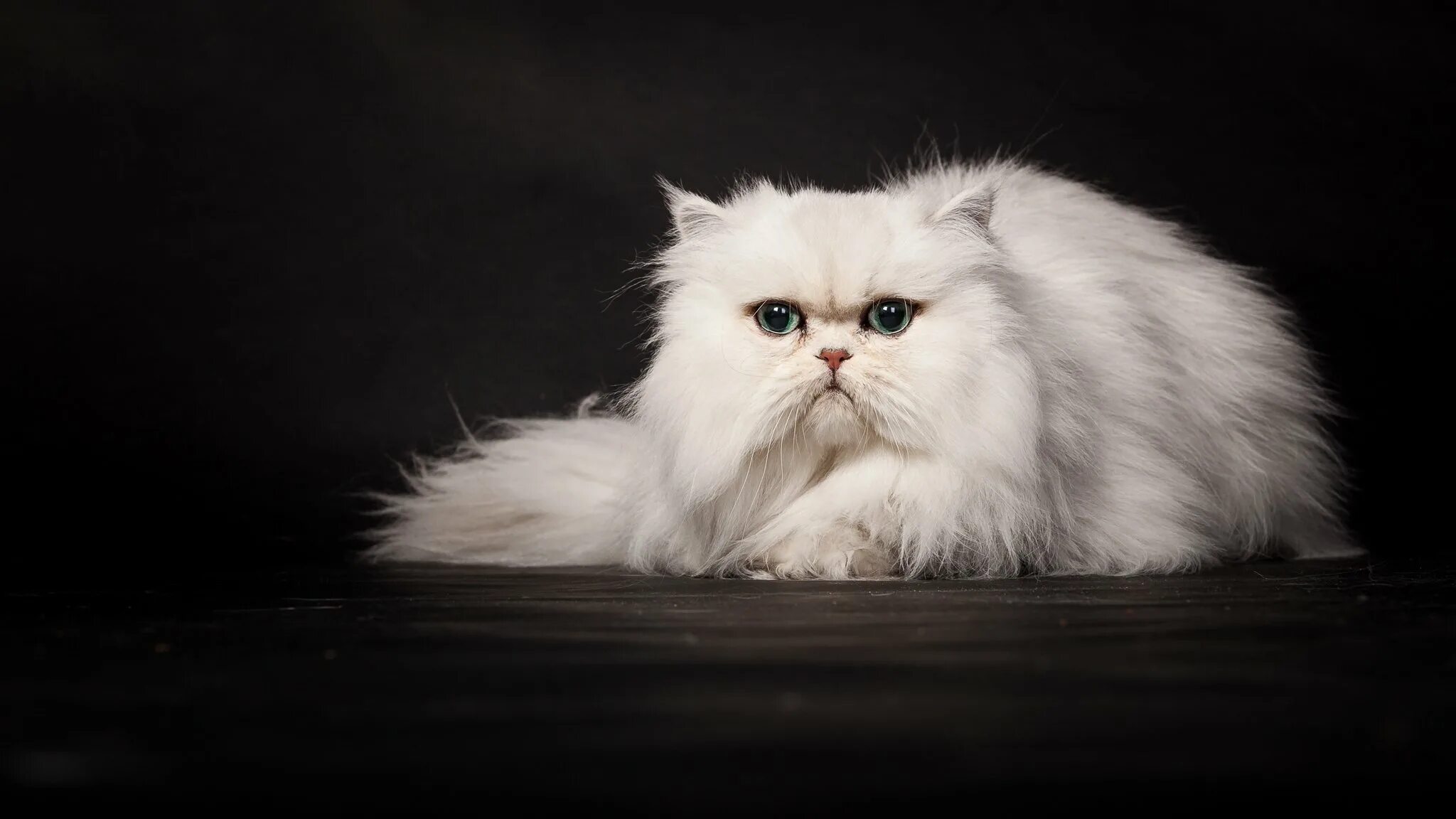 Сколько живут пушистые. Персидская кошка белая. Персидская шиншилла кошка серая. Персидская длинношерстная шиншилла. Персидская шиншилла кошка рыжая.