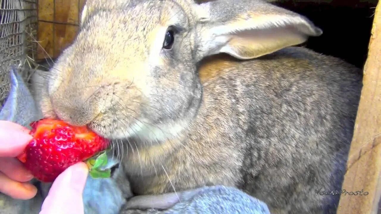 Можно ли кроликам клубнику. Еда для кроликов декоративных. Кролики едят кабачки.