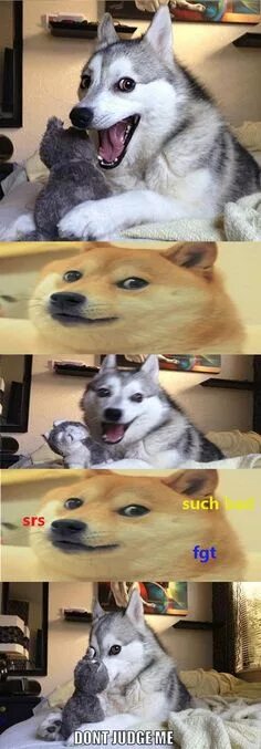 Хаски смешные. В интернете в жизни собака. Хаски улыбается. Мемы с хасками. Мем собака хаски.