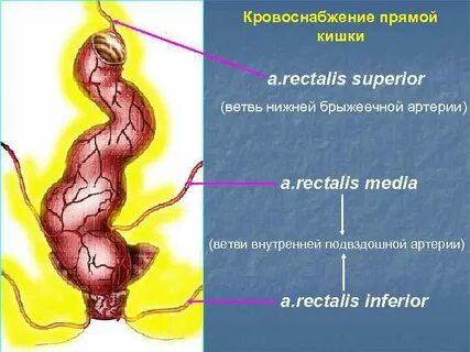 Верхняя прямокишечная артерия