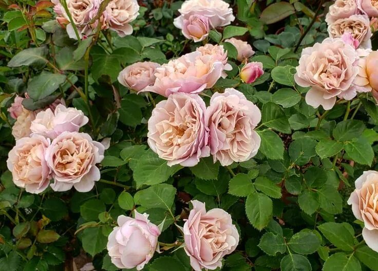Роза йоли фото и описание Галерея Alan Titchmarsh (AUSjive, Huntington Rose) Энциклопедия роз Розы