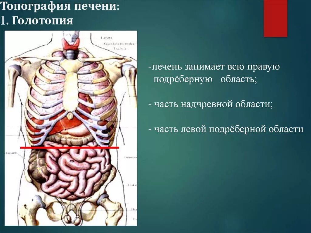 Печень ребром