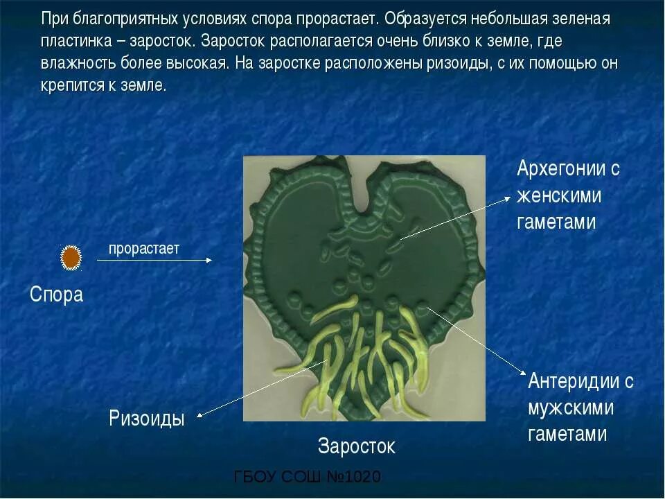 Функции заросткп папоротника. Жизненный цикл плауна схема. Цикл развития папоротника. Строение гаметофита папоротника. Виды папоротников названия.