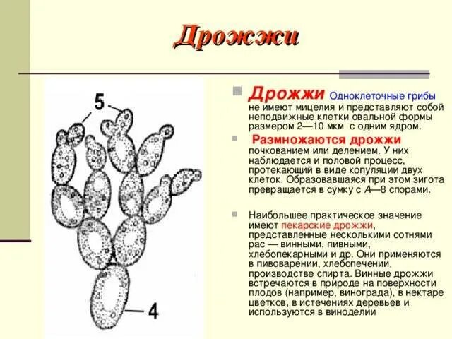 Дрожжи образование спор. Строение клетки гриба дрожжи. Строение и размножение дрожжей. Особенности строения дрожжей грибов. Дрожжи грибы строение.