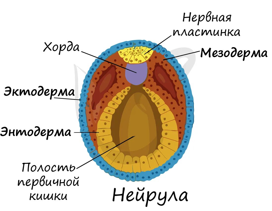 Эндодерма мезодерма. Эктодерма энтодерма мезодерма. нейрула эктодерма мезодерма энтодерма. энтодерма и мезодерма органы. мезодерма и энтодерма рисунок.