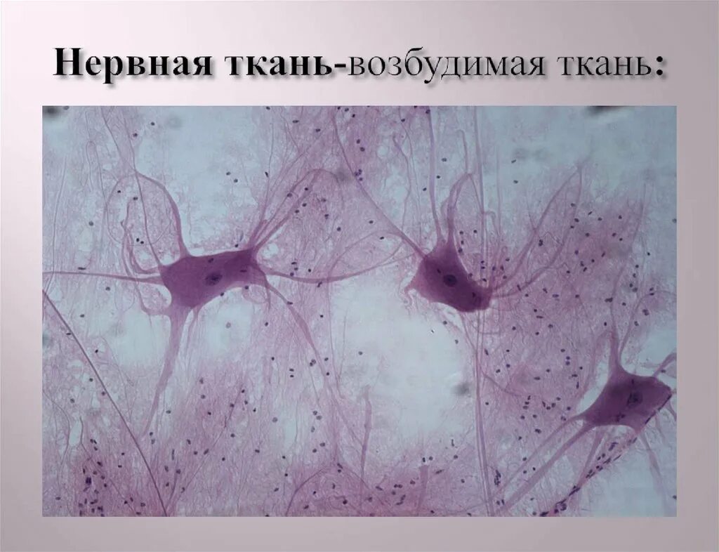 Какие органы образует нервная ткань. Нервная ткань. Tyhdyfz ткань. Нервная ткань микропрепараты. Изображение нервной ткани.