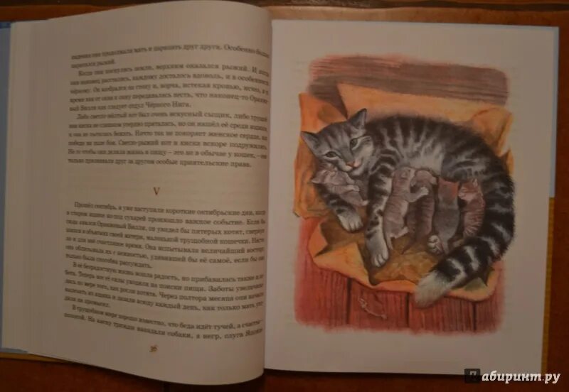 Рассказы о животных читательский дневник сетон томпсон. Рассказы о животных читательский дневник сетон томпсон