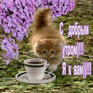 Картинки с добрым утречком котики
