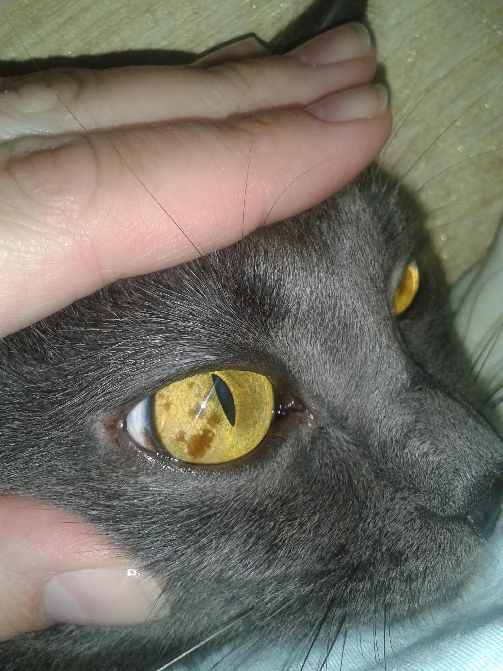Пятно на глазу у кота. У кошки на глазу коричневое пятно. коричневое пятно на глазу у кота. у кота коричневое пятно на радужке глаза.