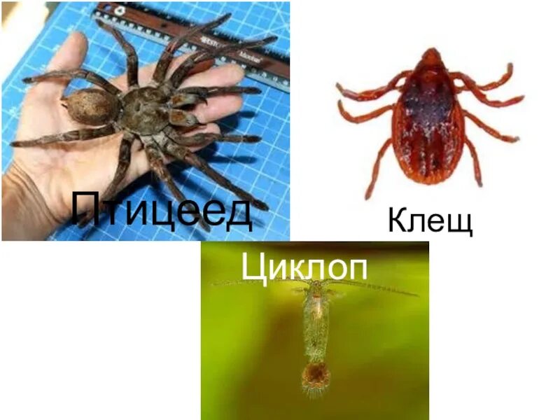 Зачем нужны клещи. Роль клещей в природе. Клещи роли. Клещи роль в природе. Значимость клещей в природе.