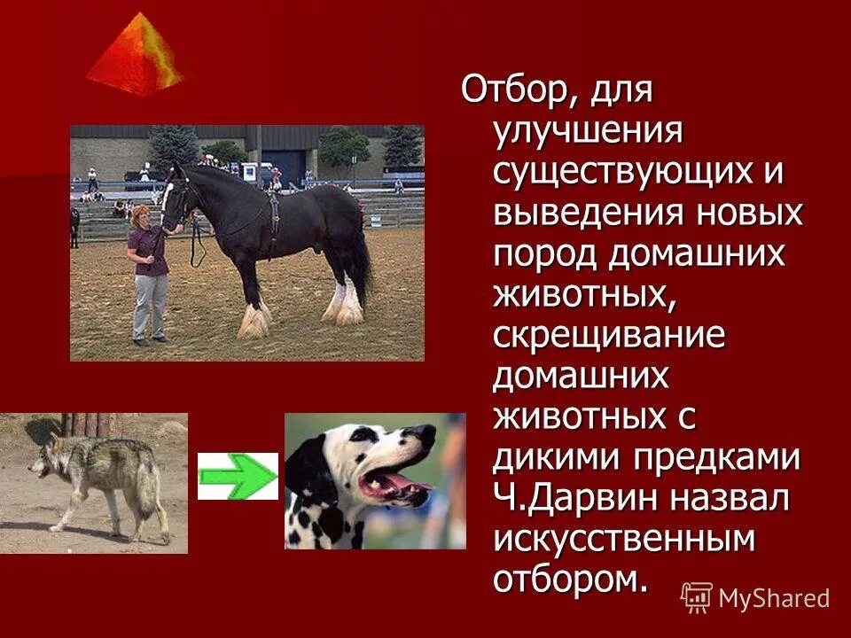 Методы селекции животных аутбридинг. Метод селекции животных гибридизация. Для выведения породы животных ученые используют. Селекция животных. Для выведения породы животных ученые используют.