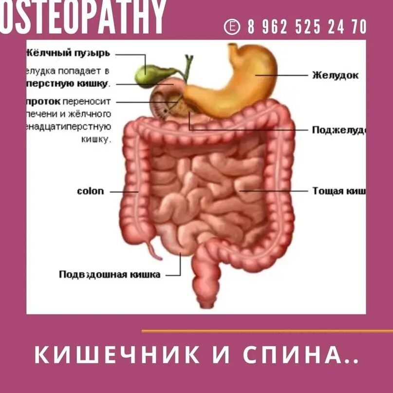 Сильные кишечные боли. Болит поясница и кишечник. Подвздошная кишка болит.