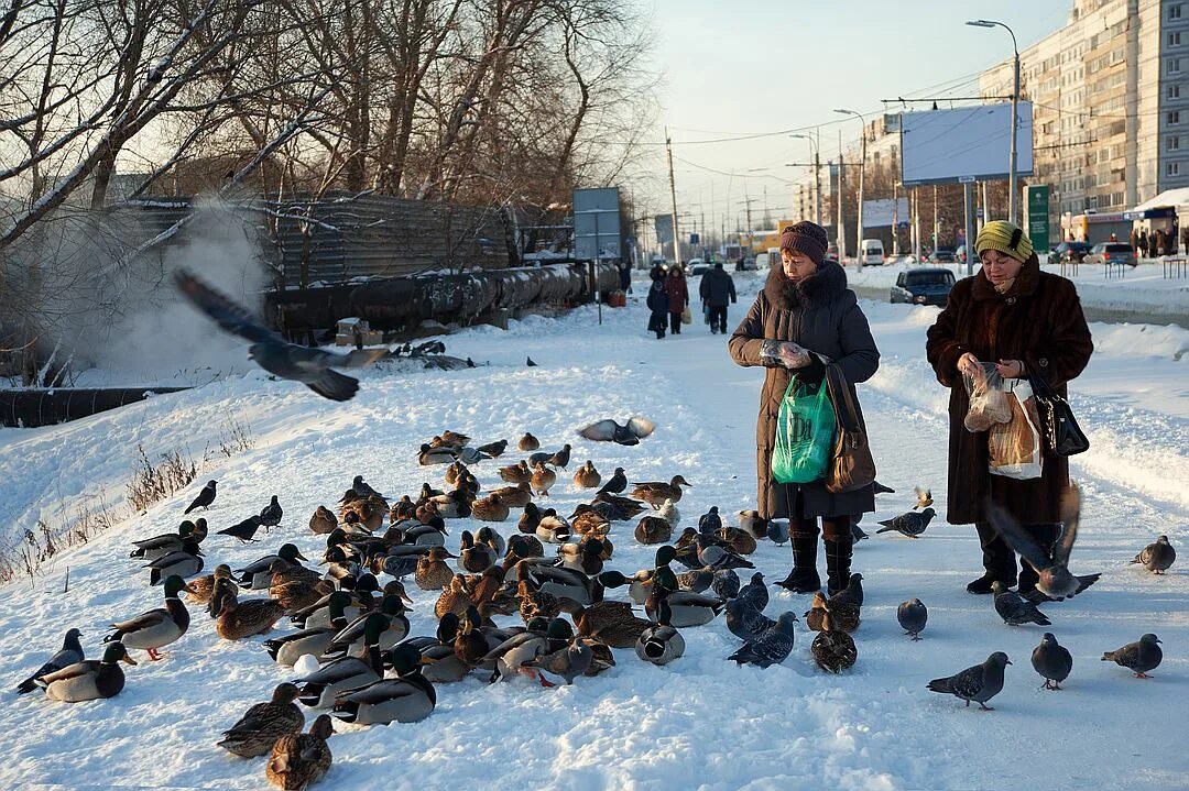 Чем кормить уток в городе. Утки в городе. Утки зимой в городе. Утка в городе. Кряквы в городе.