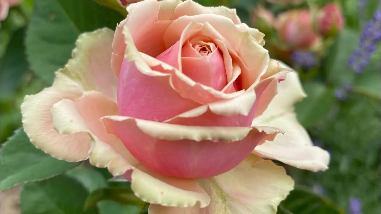 Розы 2022. Букет из 33 роз. Мыльные розы дербент. Дешевый букет 2022. Розы 2022.