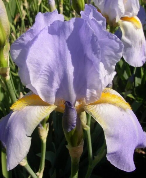 Iris germanica prince of burgundy. Ирис prince of burgundy. Iris x. Ирис степпинг аут. Ирис бородатый виннер сёкл.