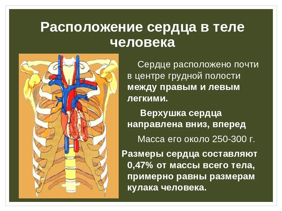 Как крепится сердце