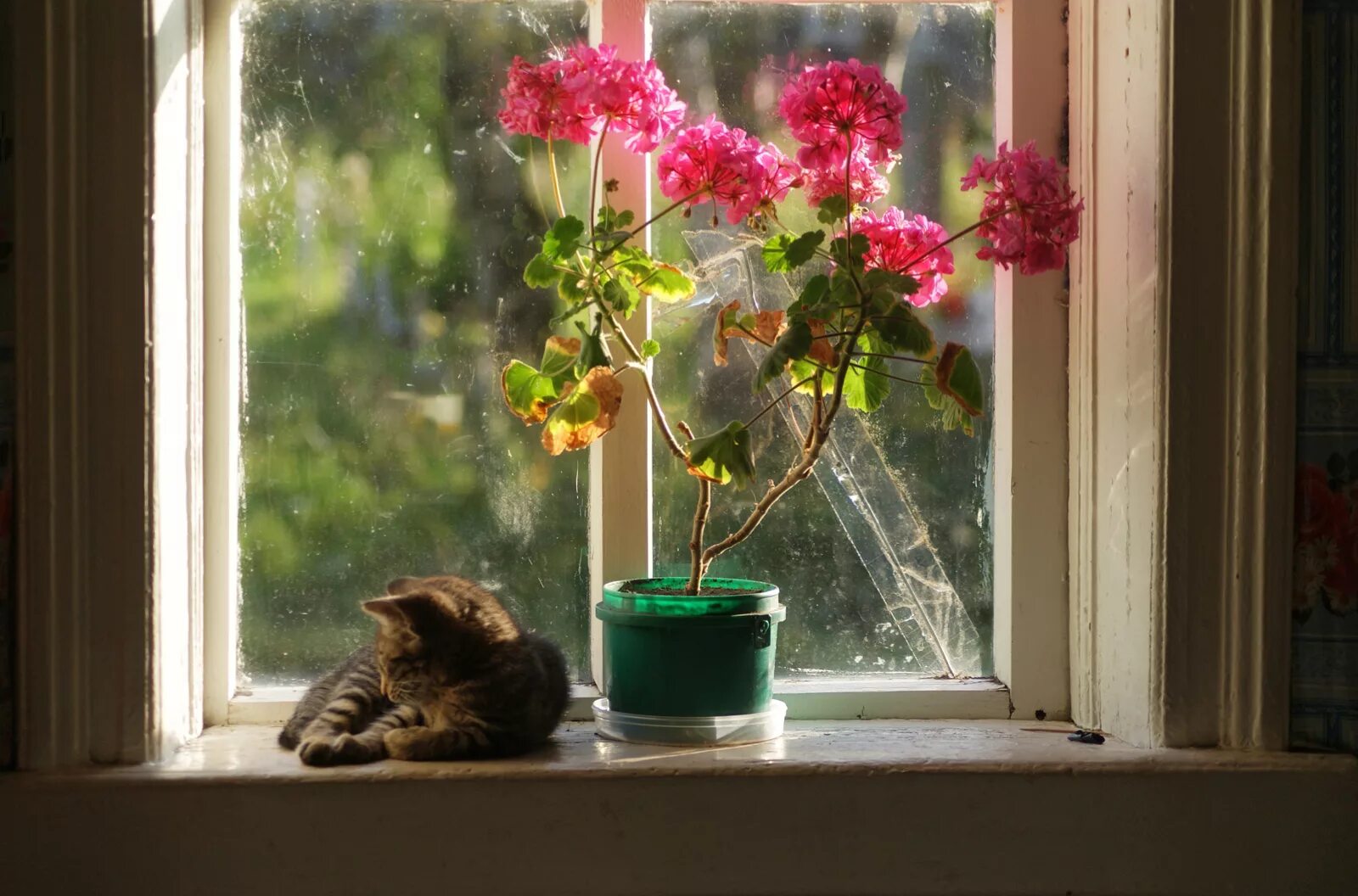 снег за окном. разбуди мне окном. разбуди мне окном. зимнее окно. разбуди меня слова.