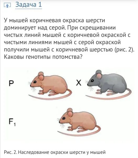 У мышей коричневая окраска шерсти доминирует. У мыши коричневый цвет шерсти доминирует над серым. Задача на формирование окраски шерсти у мышей. Скрещивание чистых линий. При скрещивании чистой линии мышей