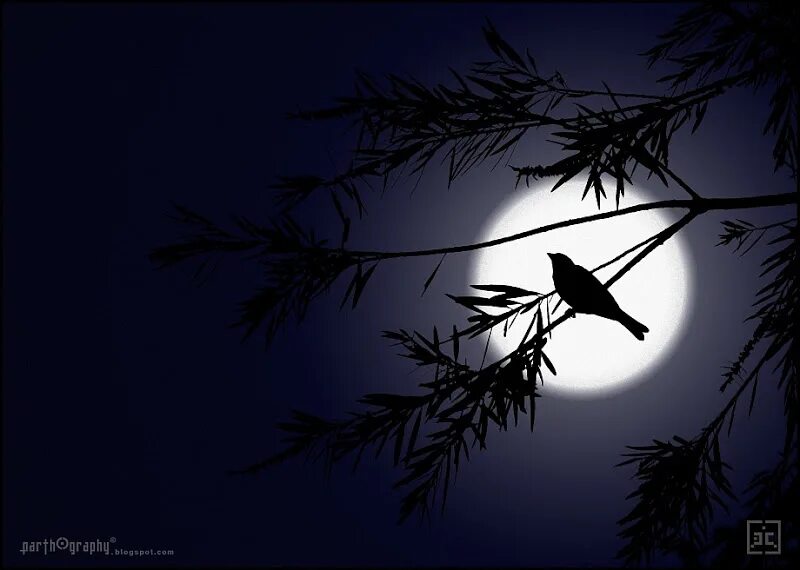 Птица которая поет ночью. Дерево с ночной птицей. Соловей поет ночью. Птицы ночью. Соловей поет ночью.