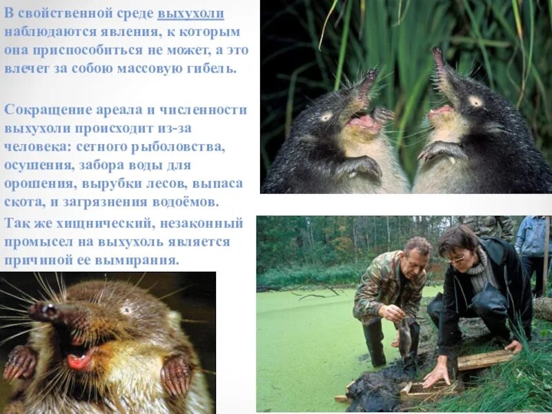 Анекдот ежик выхухоль. Выхухоль смеется. выхухоль кричит. анекдот про выхухоль. бешеная выхухоль.