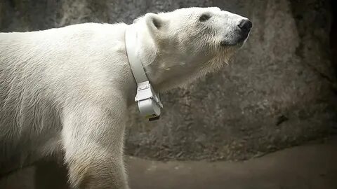 Bears travel