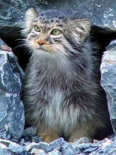 Кошачий хищник сканворд