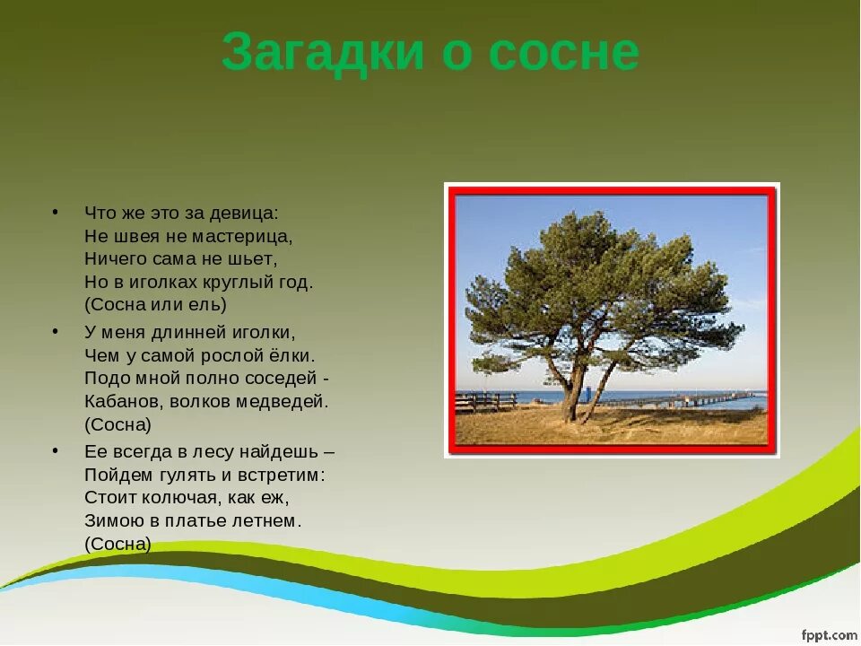 Текст про сосну. Загадка про сосну. Стих про сосну. Стих про сосну для детей. Загадка про сосну для детей.