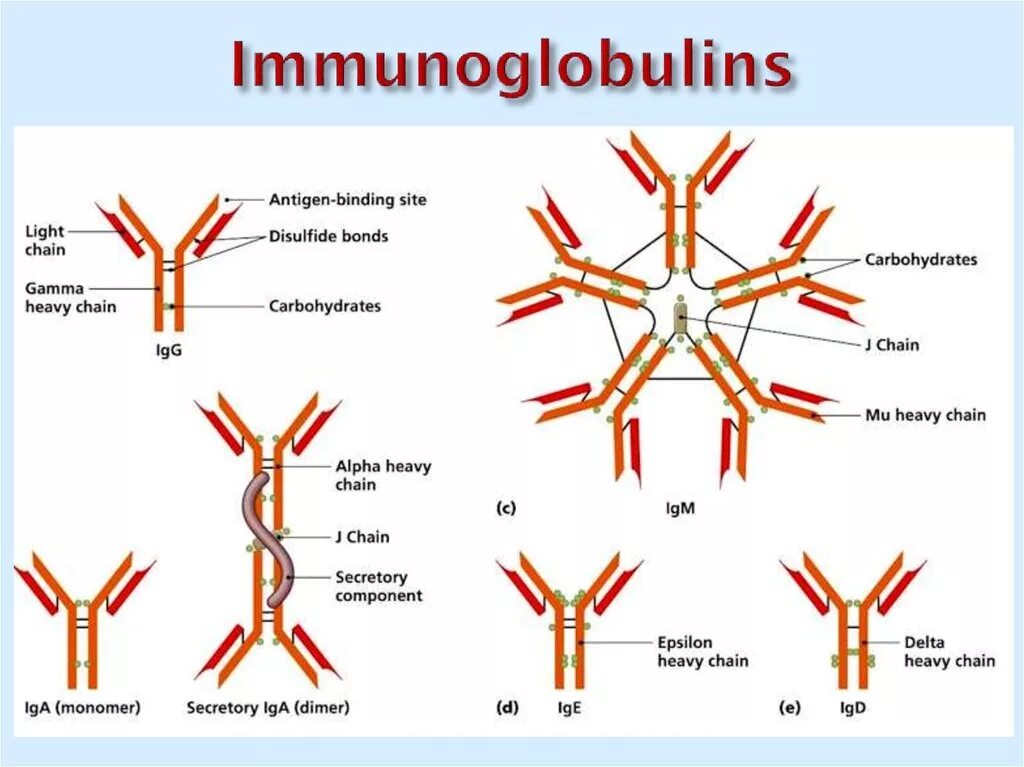 Иммуноглобулин igm igg. Иммуноглобулин строение легкая тяжелая цепь. Иммуноглобулины. Строение. Классы иммуноглобулинов. Легкие цепи иммуноглобулинов Каппа и лямбда. Иммуноглобулина g и m функция.