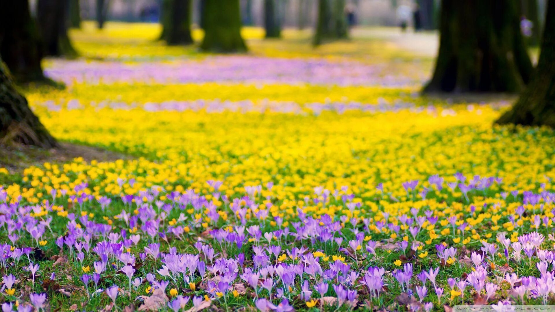 Spring main. Крокусы парк Галицкого. Цветочная Поляна. Поляна цветов.