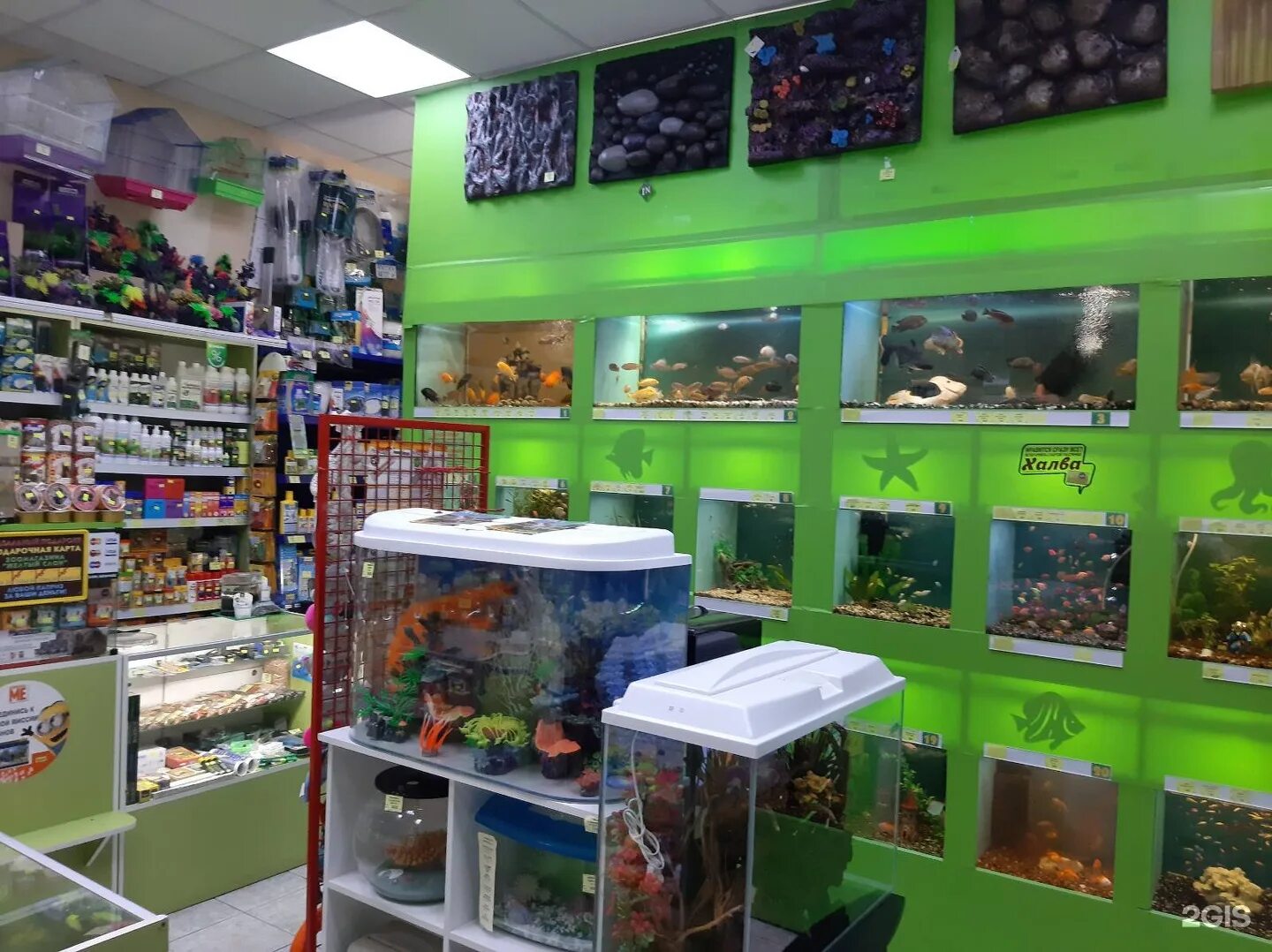 ленина 53 хабаровск зоомагазин. верные друзья зоомагазин хабаровск. зоомагазин хабаровск с животными. зоомагазин хабаровск. ленина 53 хабаровск зоомагазин.