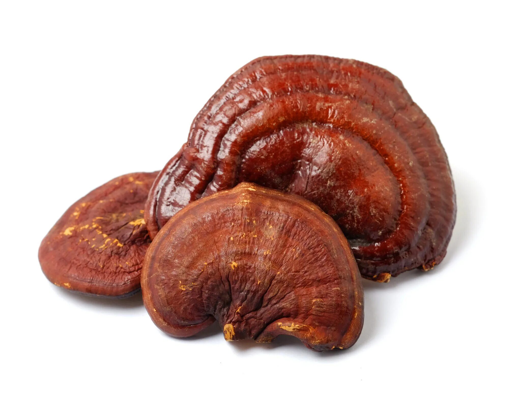 Трутовик лакированный Ganoderma lucidum. Гриб Ganoderma lucidum. Рейши (трутовик лакированный). Гриб рейши трутовик.