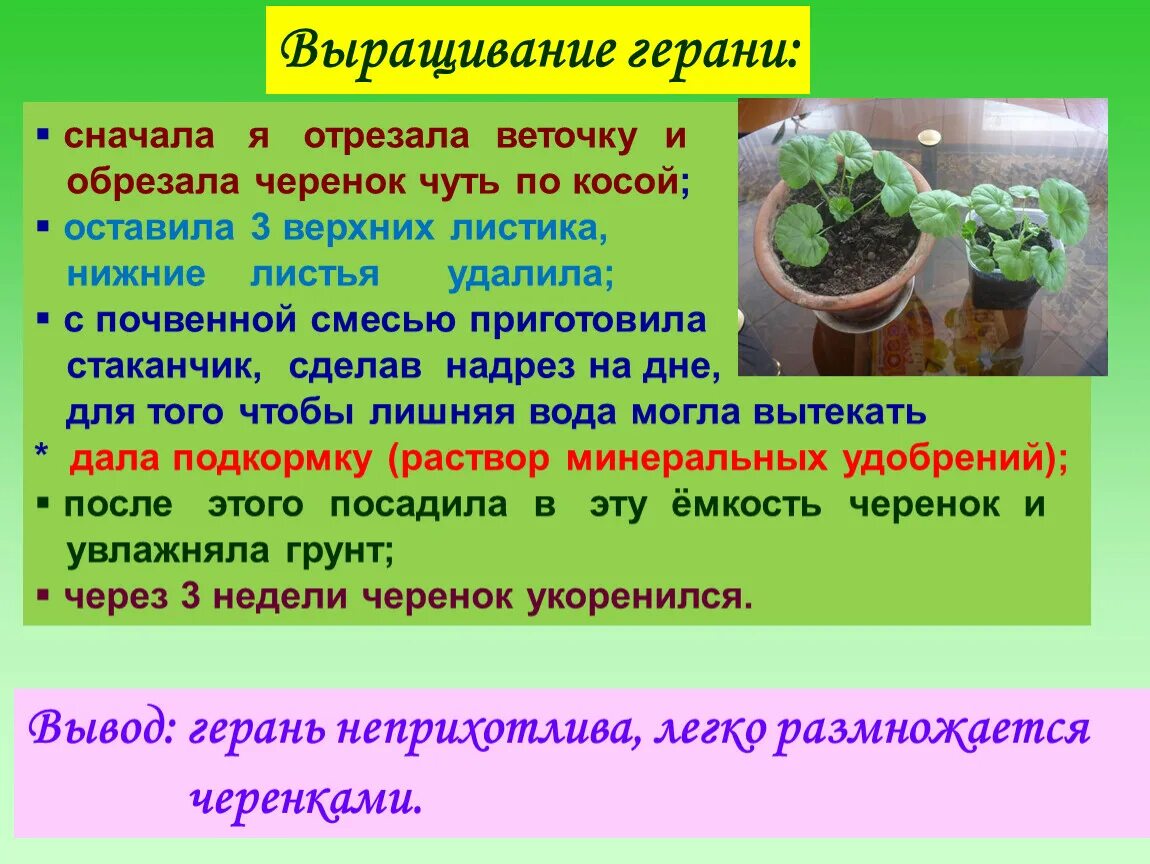 Как размножаетсягерпнь. Размножение герани черенками в домашних. Герань размножение листом. Герань вывод. Опрыскивают ли герань