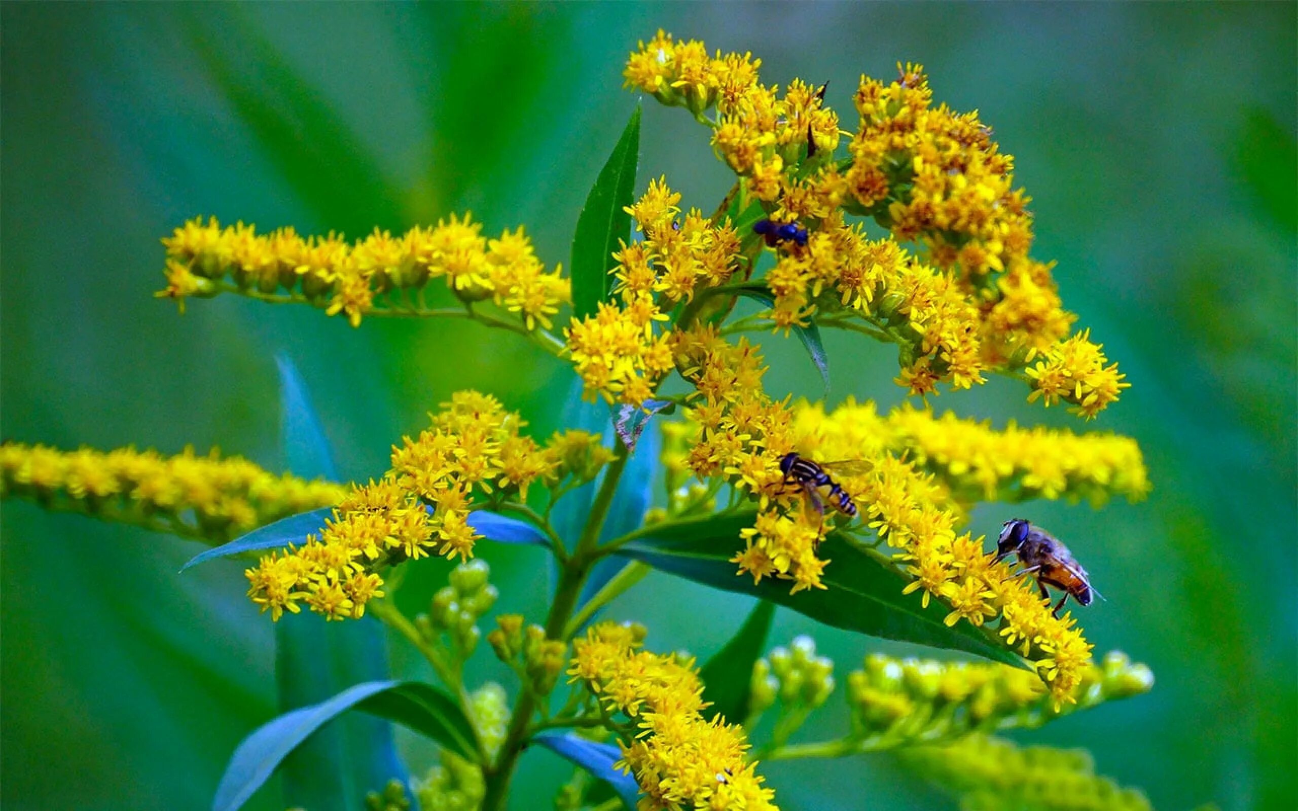 Как выглядит растение золотарник Pin auf Bushes, Shrubs and Plants