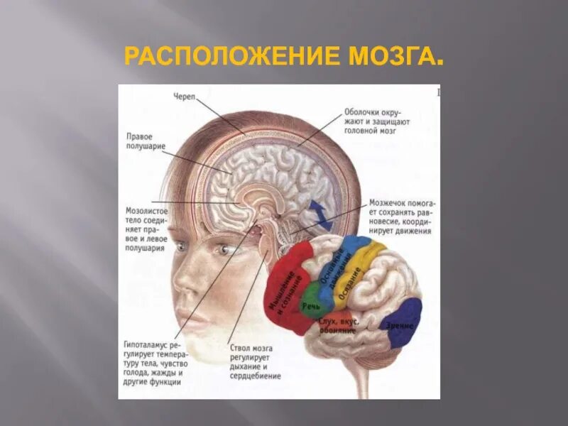 7 3 brain. Расположение мозга в черепе. Мозг 3 класс. Три мозга человека и их роль. Мозг расположение в черепе спереди.