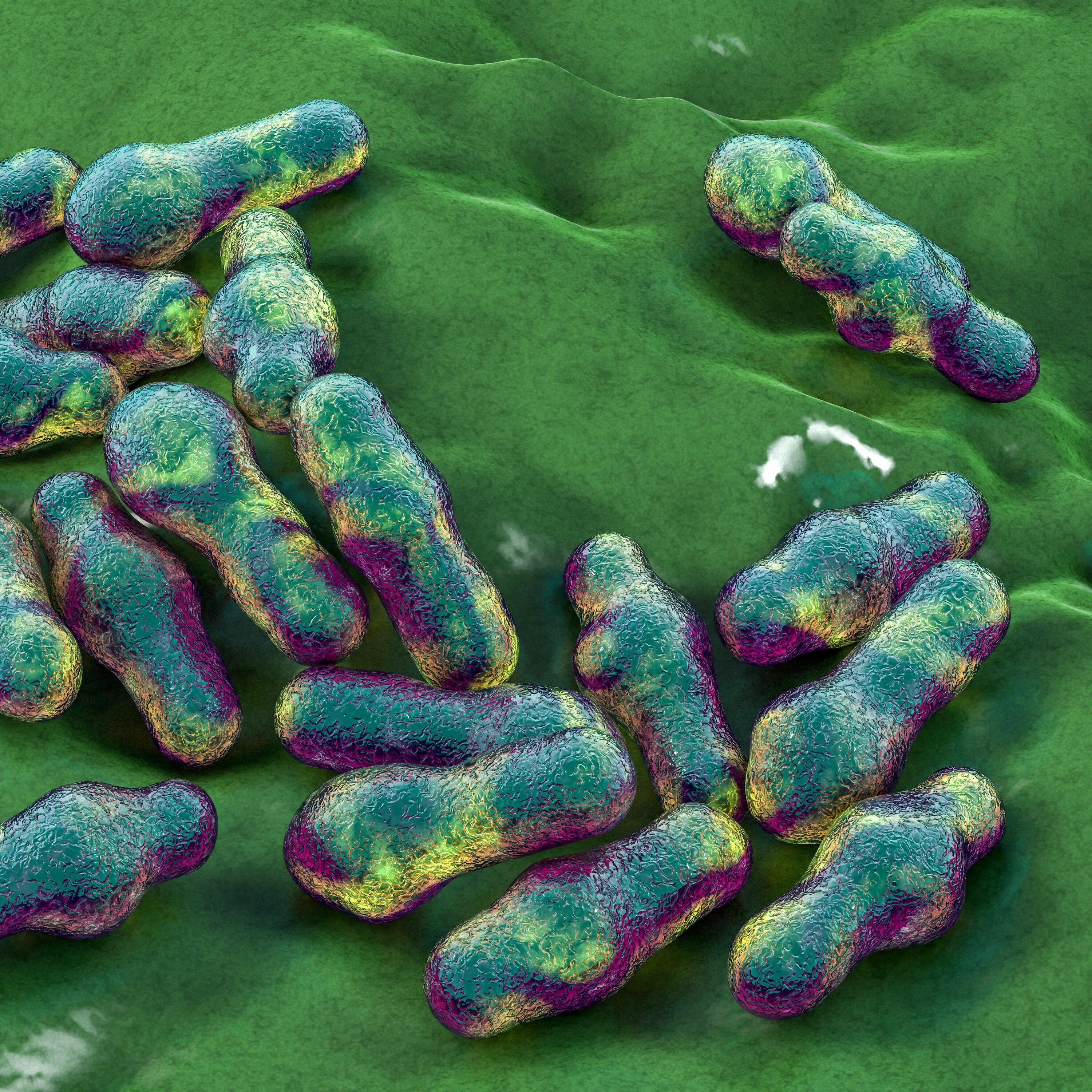 Клостридии перфрингенс газовая гангрена. Бактерии clostridium acetobutylicum. Газовая гангрена ботулизм. Газовая гангрена ботулизм. Клостридий перфрингенс.