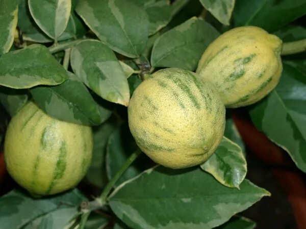 Цитрус лимон вариегата. Лимон пинк эврика вариегатный. Лимон пинк эврика вариегатный. Лимон вариегата. Эврика пинк вариегатный.