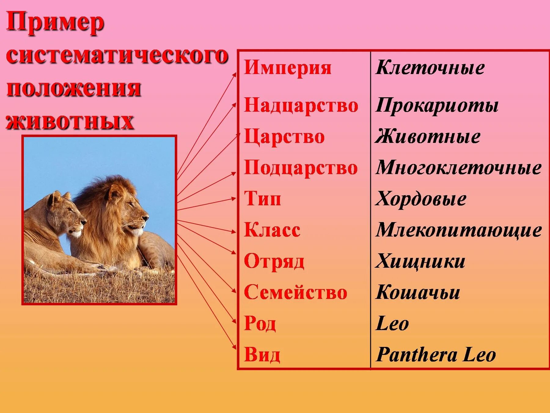 Домен животных. Царство животные надцарство империя. надцарство царство тип класс отряд. систематика животных. систематические категории животных.