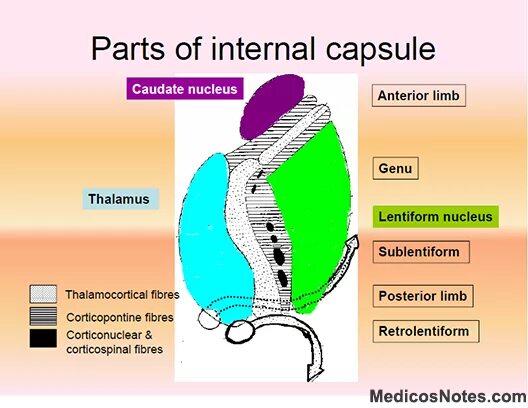 Internal parts. Внутренняя капсула. Внутренняя капсула неврология. Внутренняя капсула анатомия. Внутренняя капсула строение.