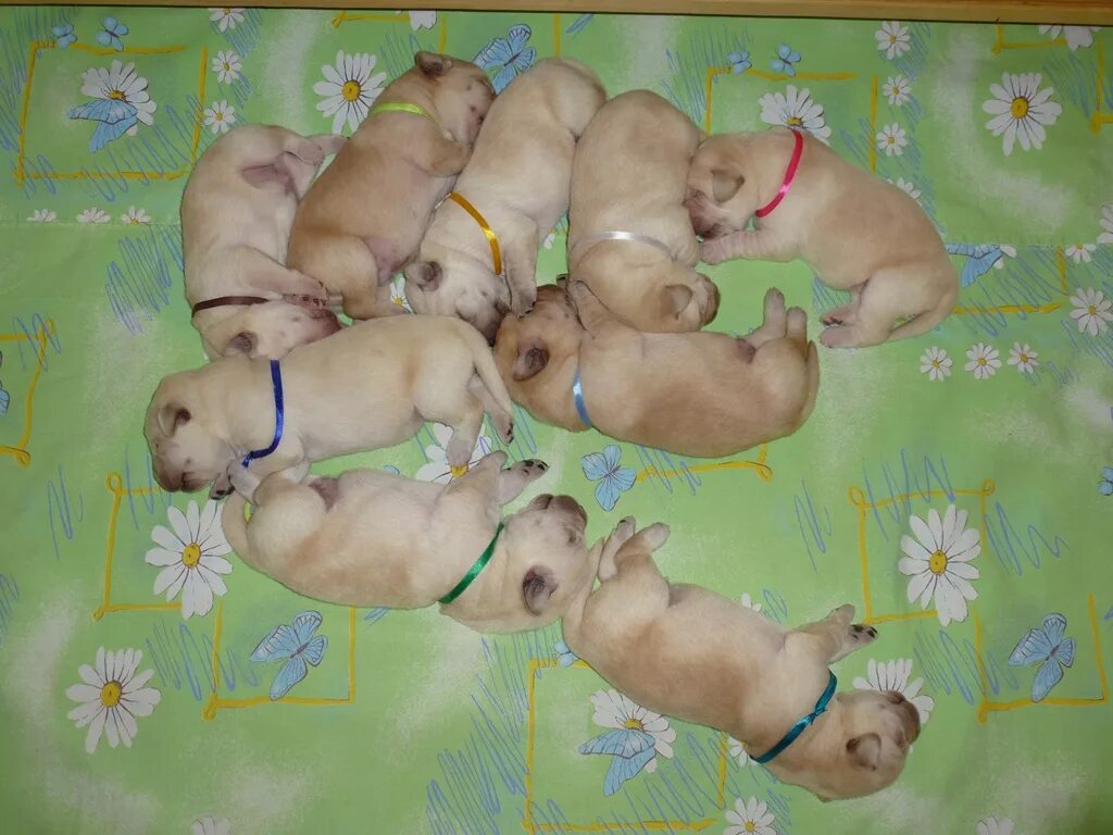 щенки лабрадора ретривера 3 недели. щенок восточноевропейской овчарки в 2 недели. щенок которому 3 недели. щенкам 3 недели. щенкам 3 недели.