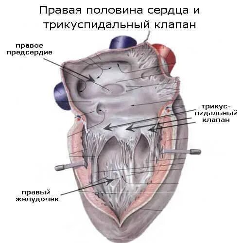 Трикуспидальный клапан створки анатомия. Трикуспидальный клапан сердца створки. Трикуспидальный клапан сердца анатомия. Правый предсердно-желудочковый клапан (трехстворчатый клапан). Клапан правого предсердно желудочкового отверстия
